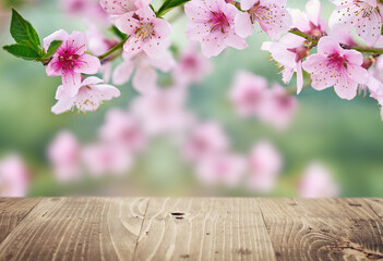 Spring background. Empty wooden table top and peach tree blossom.