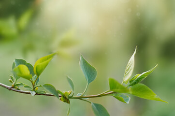 Green leaves in selective focus in the rays of light. Spring background
