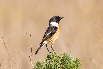 Obraz premium Common stonechat (Saxicola rubicola) in Donana National Park