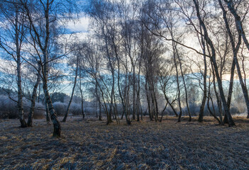 Birch forest landscape in winter with freeze hoarfrost. Czech landscape