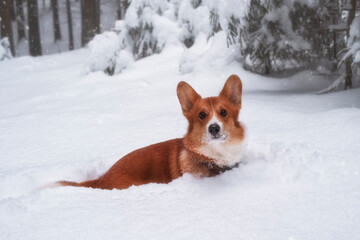 A cute red welsh corgi pembroke puppy dog walking along a snow covered path against backdrop of a frosty winter forest. . Looking into the camera.