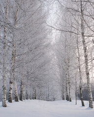 Winter landscape. snowy trees in forest. alley park