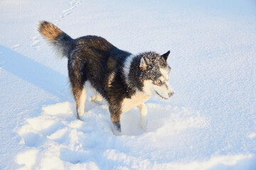 dog siberian husky jumping in the snow, the dog is playing in the winter in the field