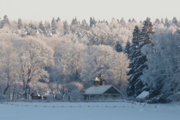 Snowy background. Snowfall. Blizzard. Winter season. Forest trees in Pushkin mountains.