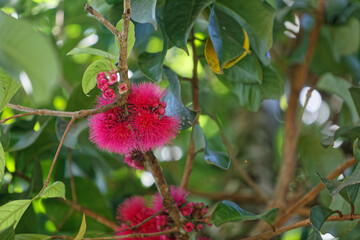 Fleurs de Jambosier rouge ou pommier d'amour en Guyane française