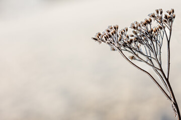 Winter - filigree plant covered with ice