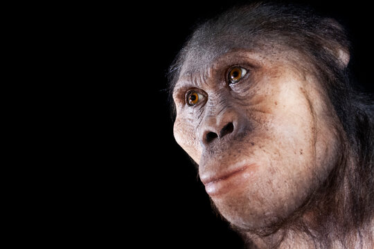 australopithecus africanus