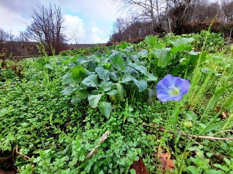 Berzas en una huerta de Galicia