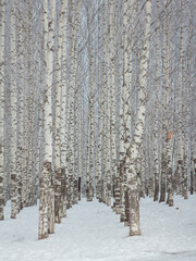 snow covered trees