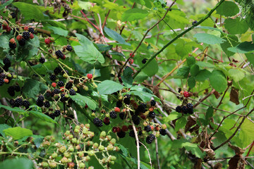 The forest blackberries have already ripened