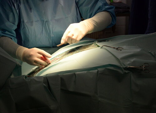 Kolikoperation in der Pferdeklinik, Details