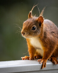 Eichhörnchen-Portrait