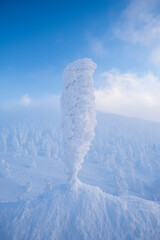 山形蔵王　冬の樹氷群