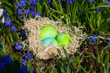Easter eggs in a nest on spring soil with blue flowers and green leaves for the Easter holiday
