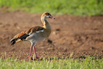 Egyptian Goose - Alopochen aegyptiaca, beautiful colored goose from African lakes, marshes and grasslands, Queen Elizabeth National Park, Uganda.