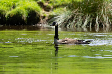 Gans schaut sich um im Wasser 