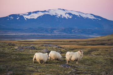 sheep in the mountain