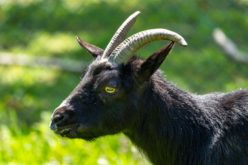 Ziegenbock schwarz