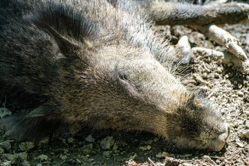 Wildschwein schläft 