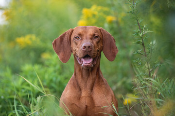 Close-up portrait of Male Hungarian Vizsla dog among yellow flowers and summer greenery. Dog...