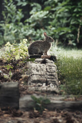 rabbit in the grass