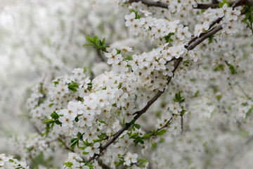 Flowering in the spring plum garden in the morning