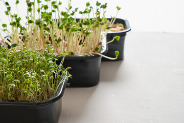 microgreens of radish, peas and watercress in black containers