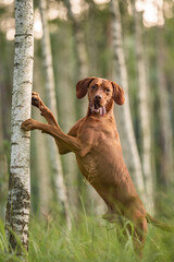 A male Hungarian Vizsla dog hugging a thin birch tree with his paws in the middle of a green summer...