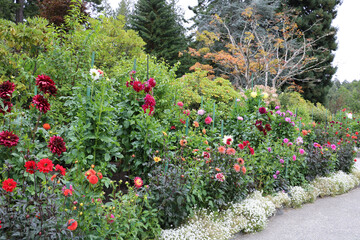 The real decoration of the Butchart garden is dahlias and border iberis