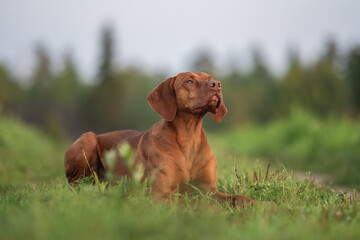 Male Hungarian Vizsla dog posing in the rays of the setting sun against the backdrop of a green forest