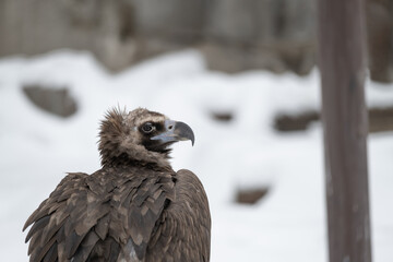 Griffon vulture perched gyps fulvus. Closeup  portrait. Gyps fulvus