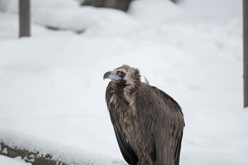 Griffon vulture perched gyps fulvus. Closeup  portrait. Gyps fulvus