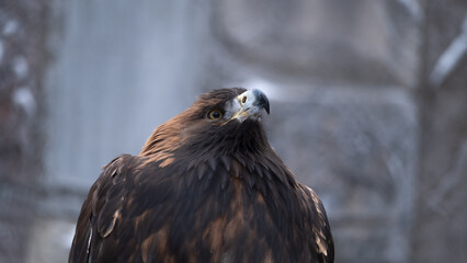 Eagle portrait. Snow background. Closeup. 
