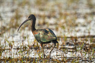 Glossy Ibis at  Chilka Bird Sanctuary in Orissa in India