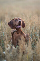 A male Hungarian Vizsla dog playing in the middle of an oat field at sunset. Dog posing. Paws in the air. The mouth is open