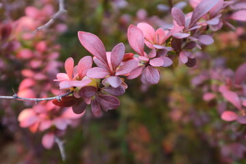 pink blossoms