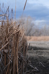 Fototapeta premium reeds in the dirt