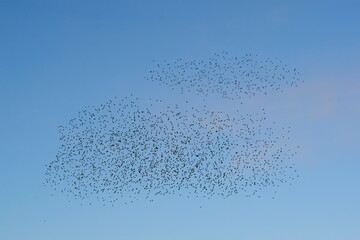 Starling murmuration 