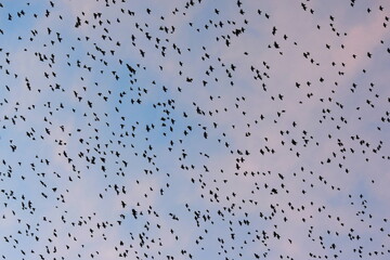 Starling murmuration 