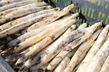 Harvested asparagus in sunny April, Germany