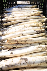 Harvested asparagus in sunny April, Germany