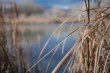 Fototapeta premium reeds on the bank of lake