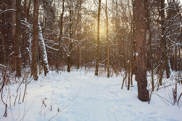 Sunset in winter forest landscape. The sun shines through the trees