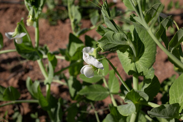 photo of green pea flowers on a sprout. The theme of seasonal planting, gardening and healthy eating