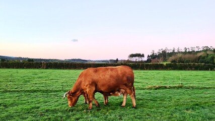 Ternera mamando en una vaca en Galicia