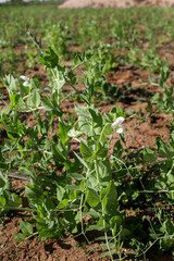 photo of sprouts with green pea flowers. The theme of seasonal planting, gardening and agriculture