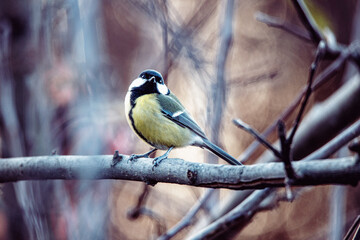 Fototapeta premium Eine Kohlmeise was auf einen Apfelbaum sitzt