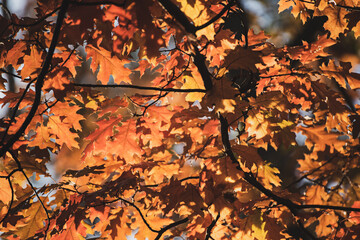 Autumn oak background