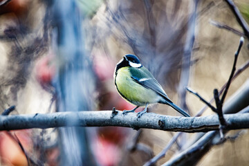 Eine Kohlmeise was auf einen Apfelbaum sitzt
