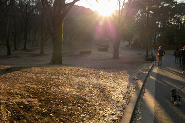 代々木公園の散歩